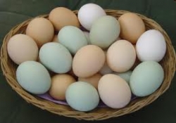 Yumurta okul başarısını arttırıyor