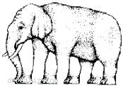 Kaç ayaklı fil?