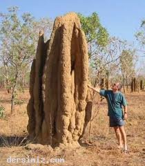 termitler